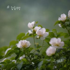花开无声