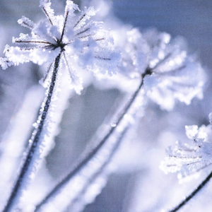 Winterreise:Gute Nacht