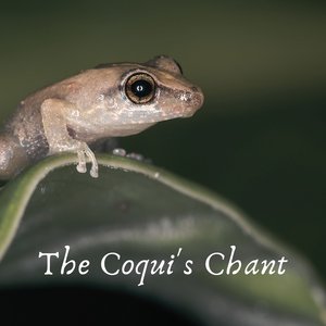 The Coqui's Chant