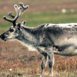 能理解我情绪的人像是我的救命稻草