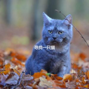 Smooth Jazz Soundtrack for Soothing Cat