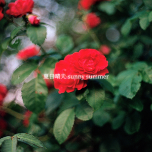 夏日晴天-sunny summer