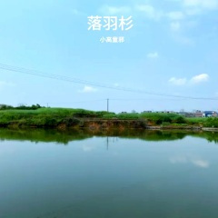 落羽杉