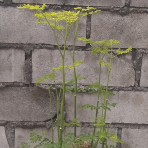 The Way the Quiet Wins