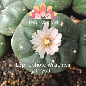 Peyolt (Lophophora Williamsii)