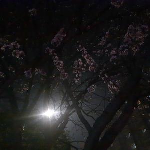 海棠花昨夜未眠