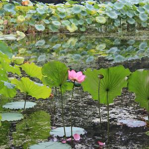 住在心里的人（笛）