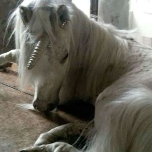 “serumcore”UDG Type Beat