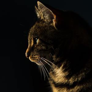 狸猫