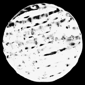 Sagrada           Gossamer Edit