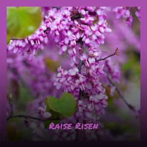 Raise Risen