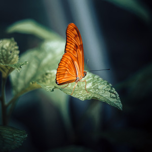 笼（臻享钢琴版）