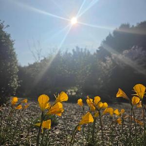 心の花を咲かせましょう(World Peace Song)