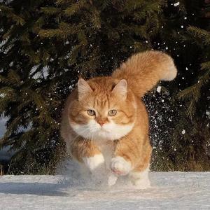 《天梯》（翻自 C Allstar）