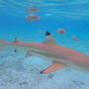 套路太深(DEMO）