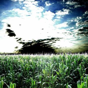 The Lazy Violin and it's Band of Misfits