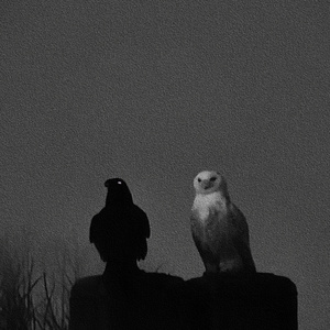 HOW MANY DEAD BOD!ES