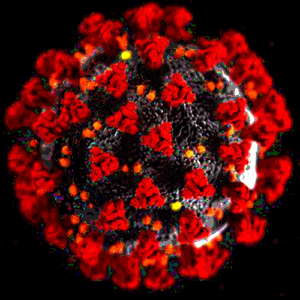 Anthropogenic Anthropozoonosis