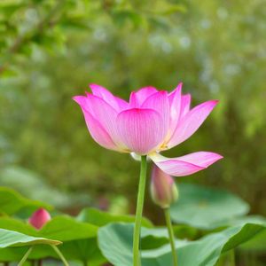 佛母大孔雀明王咒
