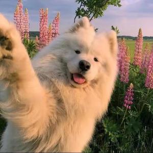 做爱做的事 REMIX版