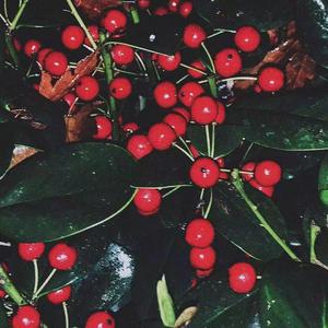 个(A Girl's Ordinary Dream)