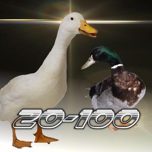 20-100 (feat. Tonton)