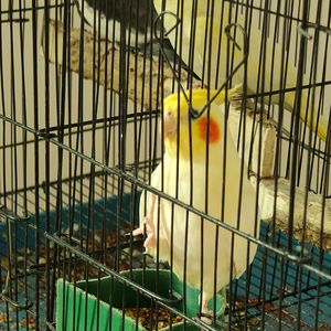 马(Live)_cover福禄寿