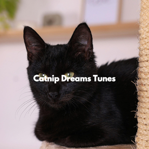 High Class Music for Happy Cat