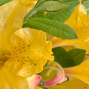 猫崽子一只-我先矛盾（猫崽子一只 remix）