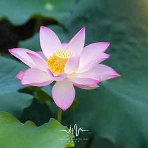 心中的净土 (感受呼吸舒缓音乐)