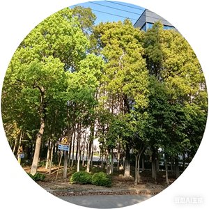野猫山（男）.wav