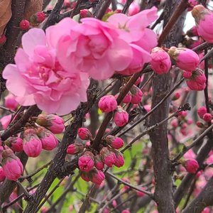 相约在春天 原唱 满满1 (1)