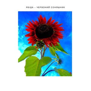 Червоний соняшник