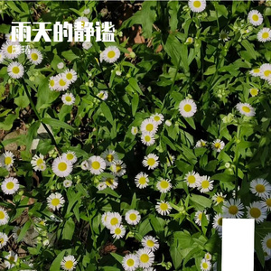 恒星