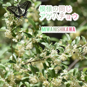 模様の同じアゲハ蝶 (インストルメンタル)