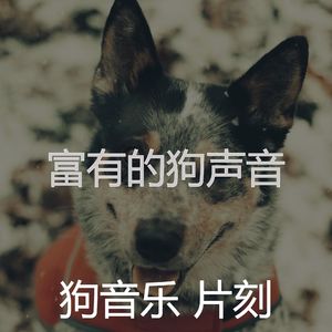 精彩小狗环境