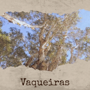 Vaqueiras