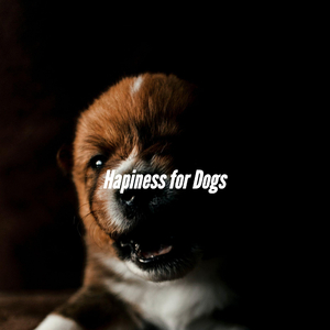 Remarkable Ambiance for Classy Pups