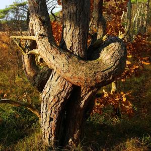 Slow Sexy Chicago Blues (feat. Fredrik Tibblin)