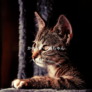 Amazing Music for Sydney Coffeehouses