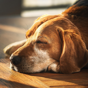 Acogedoras Patas De Lofi