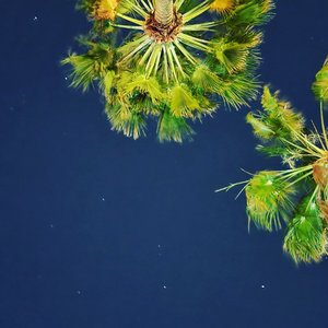 Bad Bxtch Lc (Les Cactus Mix)