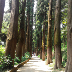 đau hết cả đầu