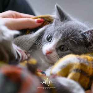 绵羊谷 (儿童轻音乐)