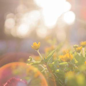 晚夜微雨问海棠