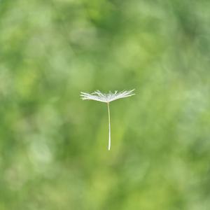 风吹过你的衣裳