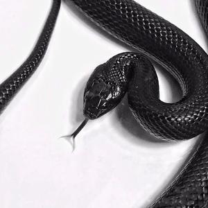 Poker Face（李宇泓 remix）