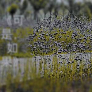 《可是，如果》