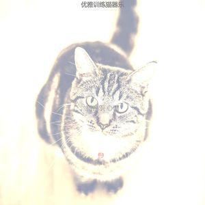 精彩可爱猫咪环境