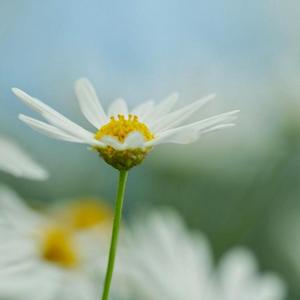 海底(cover一支榴莲)